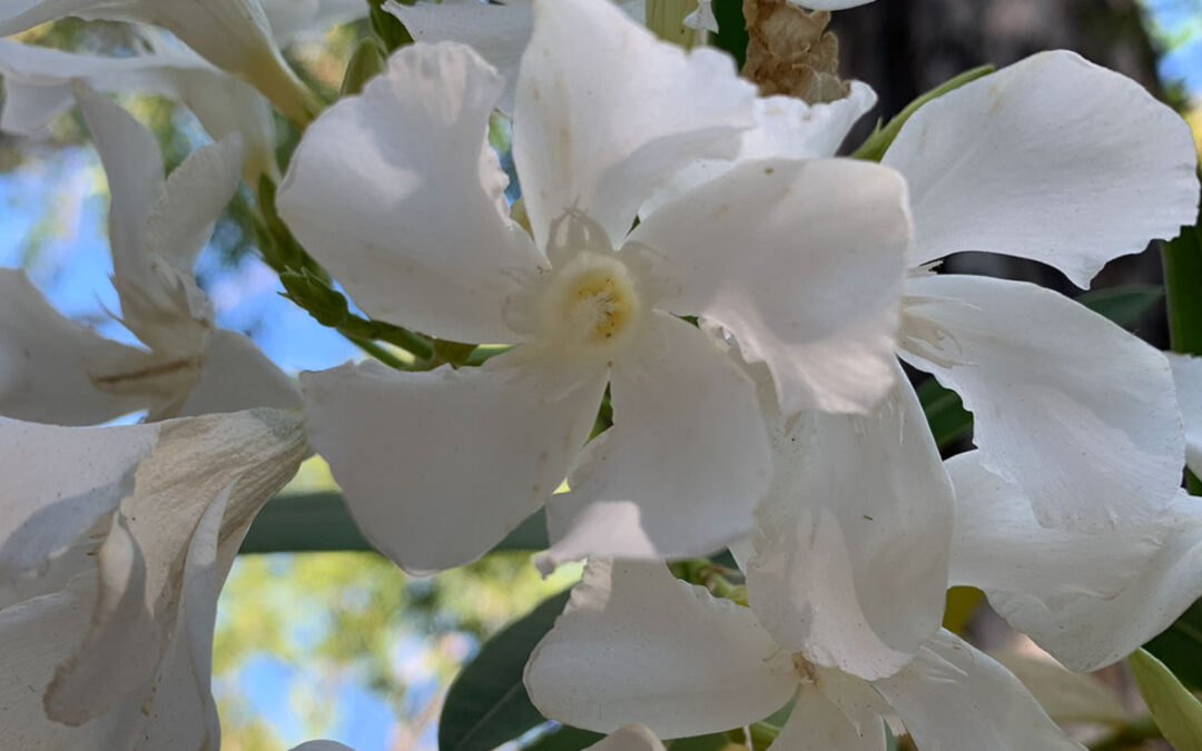 White Oleander Blossoms