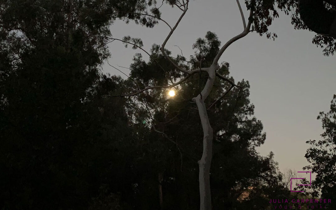 Moon setting behind trees